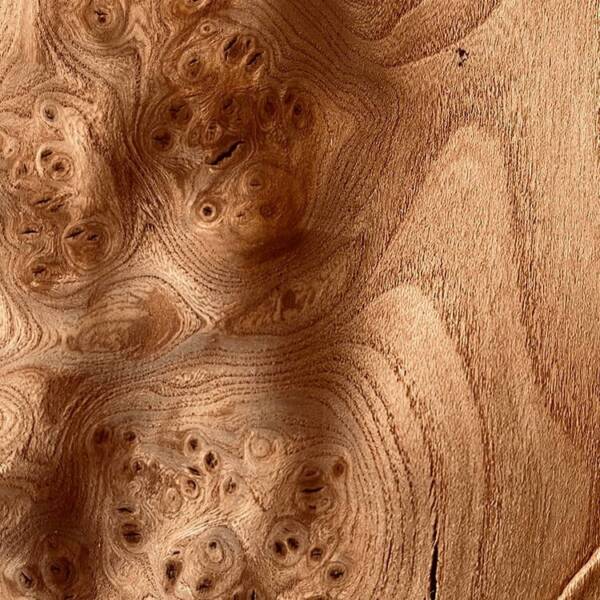 Red Elm Burl